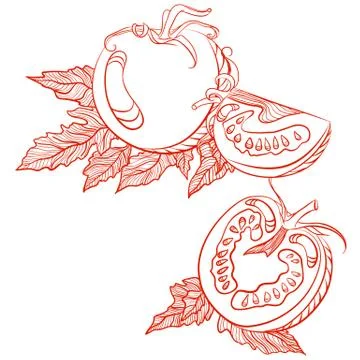 Monochrome drawing of tomatoes Stock Illustration
