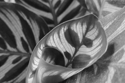 Monochrome Elegance: Close-Up of Striking Leaf Patterns for Botanical Design Photos
