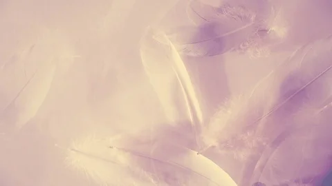 Monochrome elegant looping animation with feathers in warm colors Stock Footage 76004306