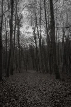 Monochrome Forest Path Stock Photos
