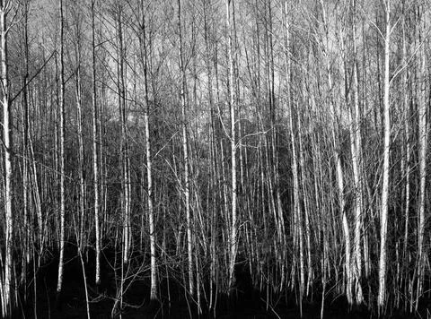 Monochrome forrest Stock Photos