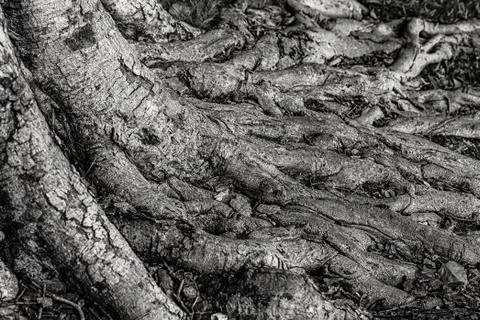 Monochrome gray decor base gray tree root banyan pattern flora Stock Photos
