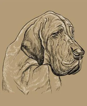 Monochrome Great Dane vector hand drawing portrait Stock Illustration