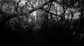 Monochrome hard contrast FX hiking spooky narrow dense forest path between lakes Photo