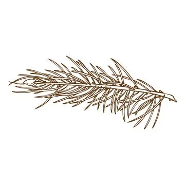 Monochrome icon of pine tree branch, engraved vintage hand sketch. Stock Illustration