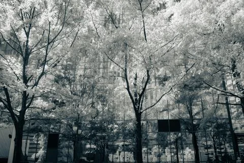 Monochrome image of bright spring trees before modern glass building in Cha.. Stock Photos
