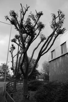 Monochrome image of two pruned cherry trees taken in summer Stock Photos