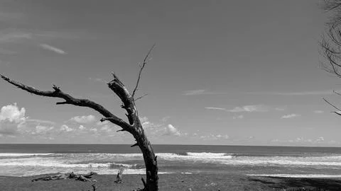Monochrome landscape view captures a bare dead tree trunk leaning on a sand.. Stock Photos
