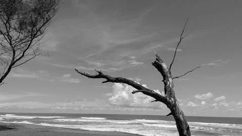 Monochrome landscape view captures a bare dead tree trunk stretching its br.. Stock Photos