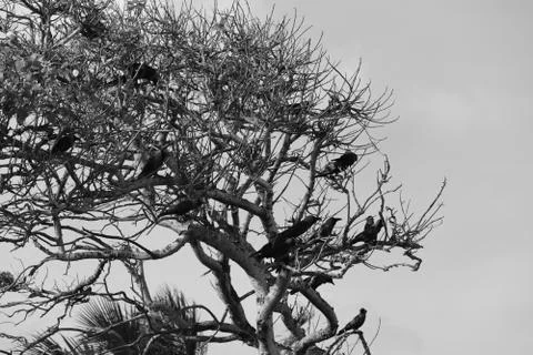 Monochrome of a large group of black crows on tree Foto stock