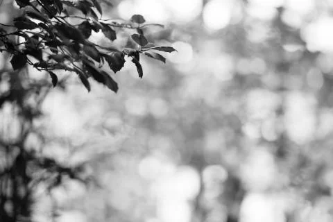 Monochrome leafy tree branch Stock Photos