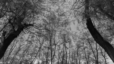 Monochrome low angle view captures dense casuarina pine tree trunks reachin.. 写真素材