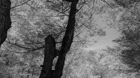 Monochrome low angle view captures a textured broken pine tree trunk standi.. 写真素材