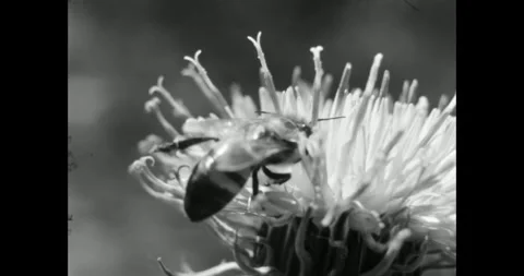 Monochrome Macro Close-up of a Honey Bee Collecting Nectar Stock Footage 323260500