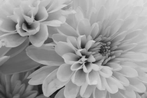 Monochrome Macro Stock Photos