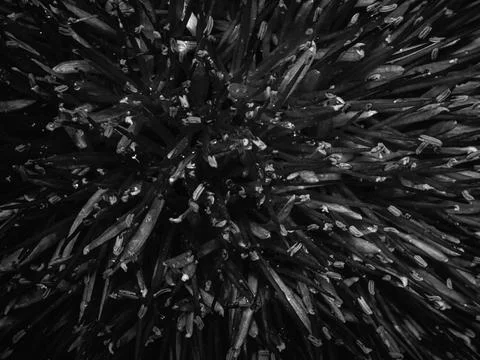 Monochrome Organic Macro Texture Background Stockfoto's