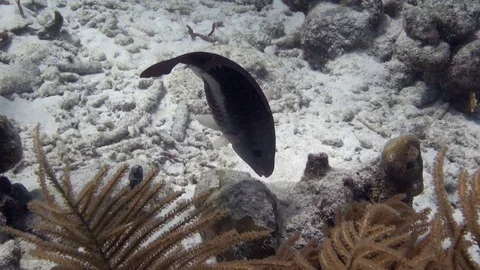Monochrome Parrotfish eating Stock Footage 100252412