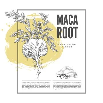 Monochrome poster with rectangular frame and sketch of maca root with leaves Stock Illustration