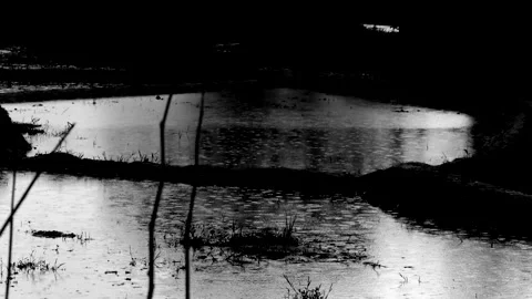Monochrome rainwater reflections across flooded farmland Vídeo Stock 336532702