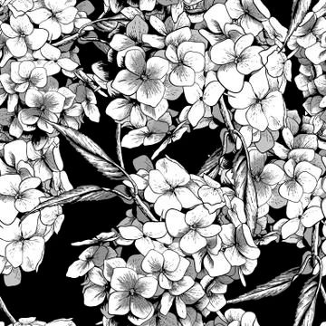 Monochrome Seamless Background with Hydrangea Stock Illustration