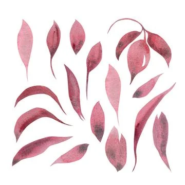 Monochrome set of leaf plant elements. Hand drawn watercolor illustration 스톡 일러스트