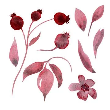 Monochrome set of plant elements - flowers, leaves, branches, berries. Hand Stock Illustration