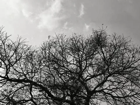 Monochrome silhouette of bare tree branches against a dramatic cloudy sky. Stock Photos