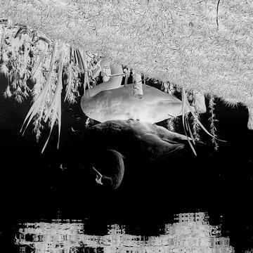 Monochrome swan reflection Stock Photos