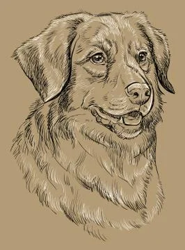 Monochrome Toller vector hand drawing portrait Stock Illustration