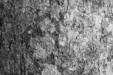 Monochrome Tree Bark Texture Close Up Stock Photos