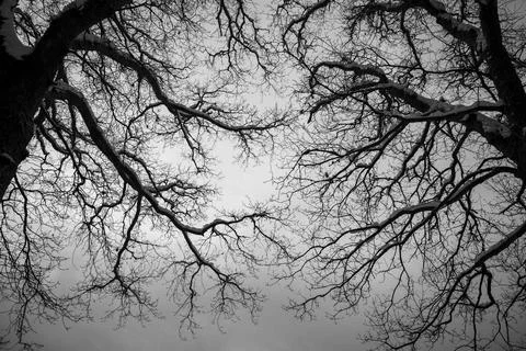 Monochrome tree branches Stock Photos