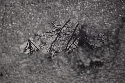 Monochrome tree reflection in puddle Stock Photos