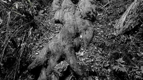 Monochrome Trunk Stock-Fotos