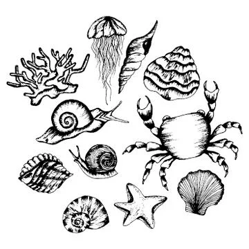 Monochrome Underwater Creatures Vector Hand Drawn Illustrated Set Stock Illustration
