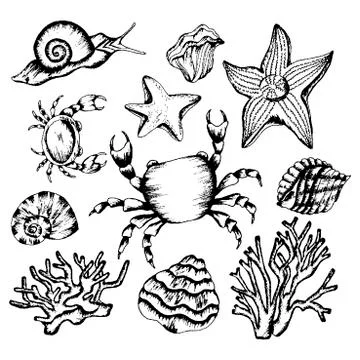 Monochrome Underwater Creatures Vector Hand Drawn Illustrated Set Stock Illustration