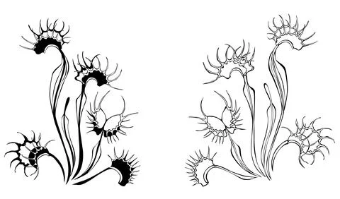Monochrome venus flytrap Stock Illustration