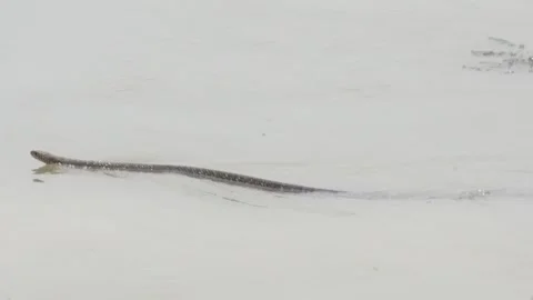A Monocled cobra snake is crossing the river by swimming Stock Footage 314520920