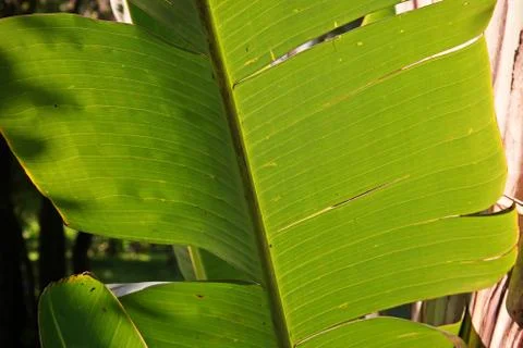 Monocot plant leaf texture Stock Photos