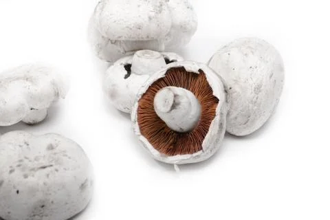 Monocrom mushrooms Stockfoto's