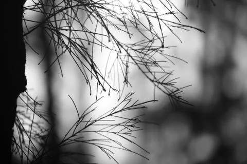 Monocrome image of due drop Stock Photos