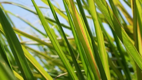 Monocropping of Sugar cane Video stock 89829420