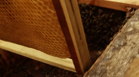 Monoculture Honey Yield in Apiary Close up Stock Footage 66781332
