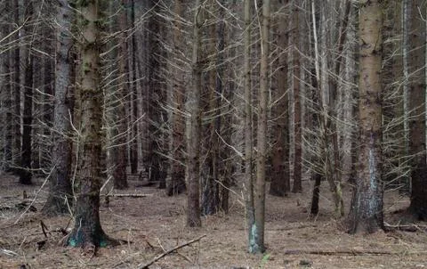Monoculture of pine trees Stock Photos
