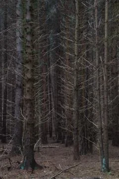 Monoculture of pine trees, vertical Foto stock
