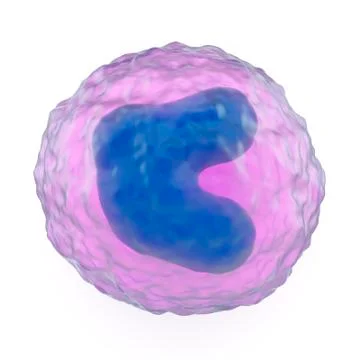 Monocyte Stock Photos
