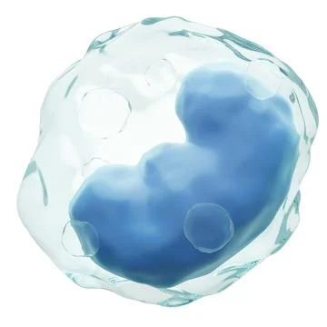 Monocyte . White blood cells with transparency membrane and kidney - shaped o Stock Illustration
