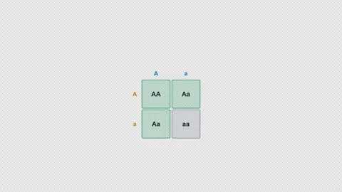 Monohybrid Cross Clean No Text Punnett Square Genetics Animation Alpha 4K Light Vidéo 339528027