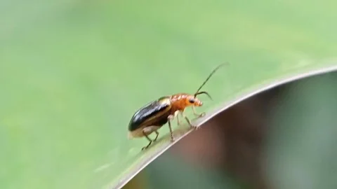 Monolepta Stock Footage 232311107