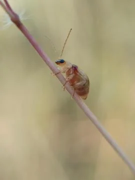 Monolepta Stock Photos