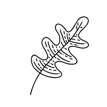 Monoline leaf of oak tree logo autumn. Outline emblem in linear style. Vector Stock Illustration